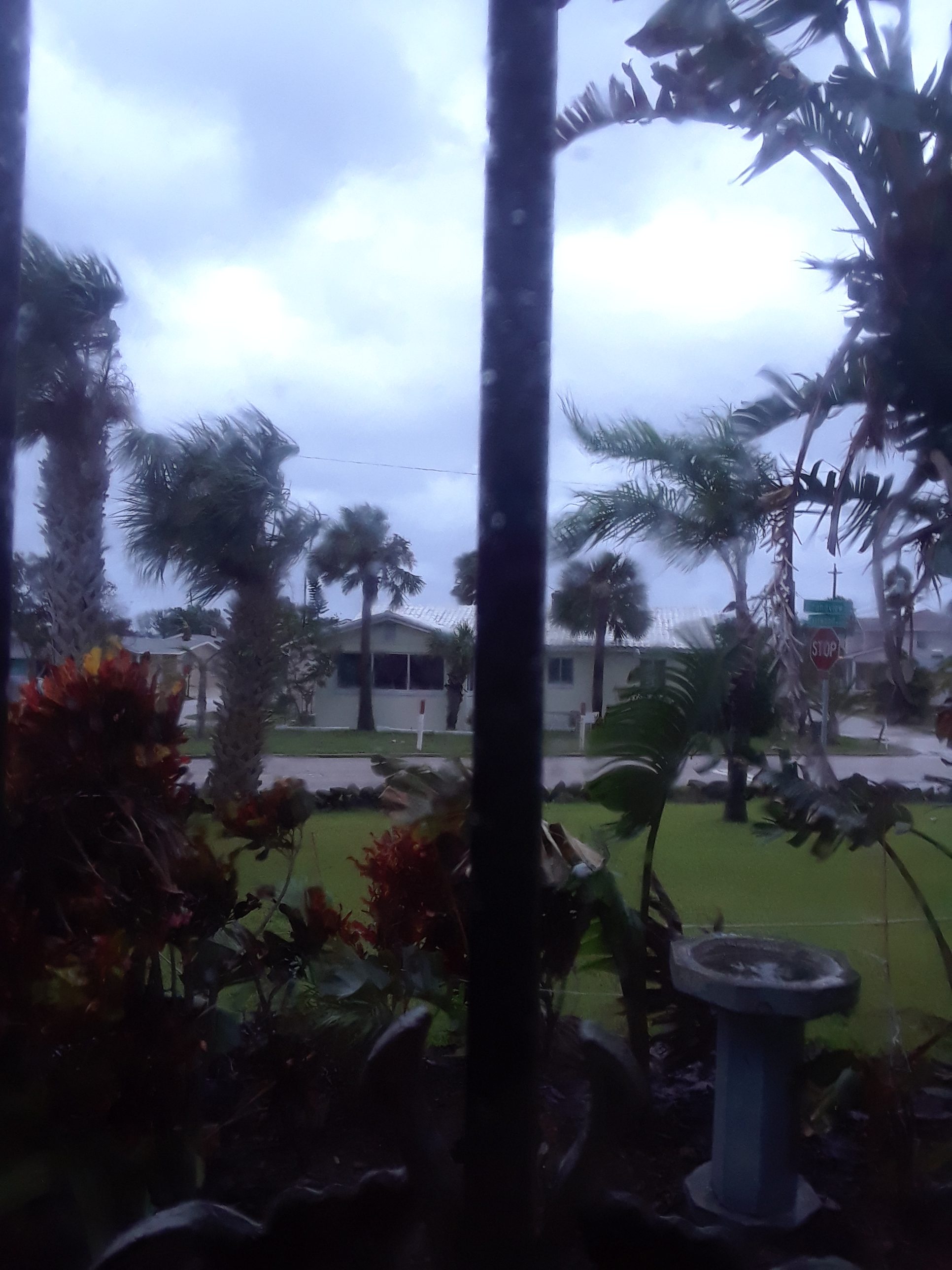 View out window of wind blowing palm trees and rain during a hurricane.