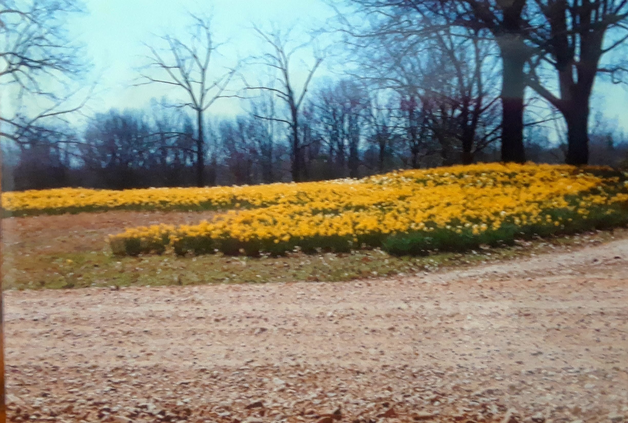 Daffodils in bloom on a small hill behind a gravel road.